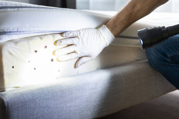 Best Pest Control Near Me  in Castle Dale, UT