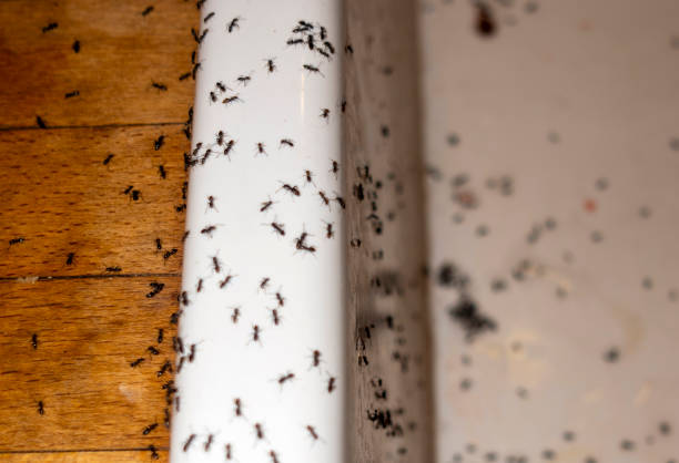 Best Exterminator Services  in Castle Dale, UT