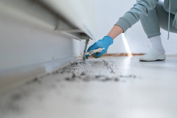 Best Flea Control Services  in Castle Dale, UT